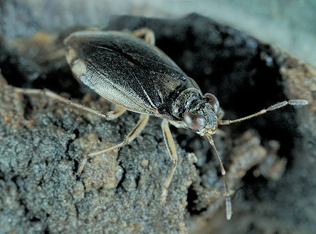 Halosalda lateralis