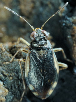 Halosalda lateralis