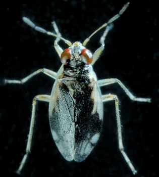 Halosalda lateralis