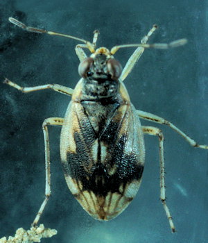 Halosalda lateralis