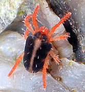 Acarien : Halotydeus hydrodromus