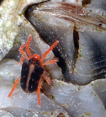 Halotydeus hydrodromus