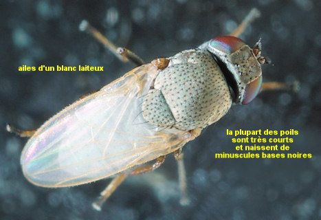 Hecamede albicans