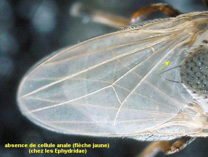 Hecamede albicans