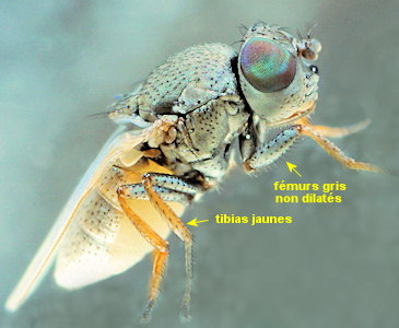 Hecamede albicans
