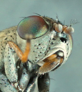 Hecamede albicans