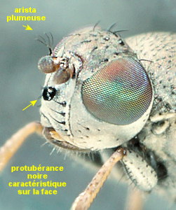Hecamede albicans
