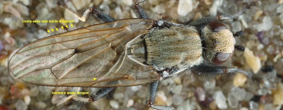 Helcomyza ustulata
