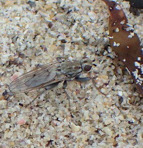 Helcomyza ustulata