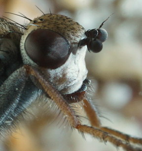 Helcomyza ustulata