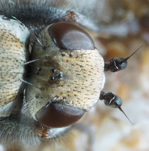 Helcomyza ustulata