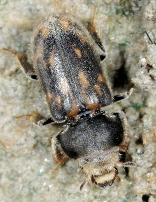 Heterocerus fossor