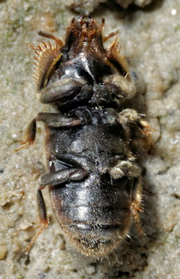 Heterocerus fossor
