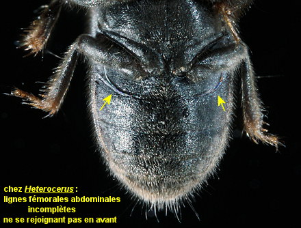 Heterocerus fossor