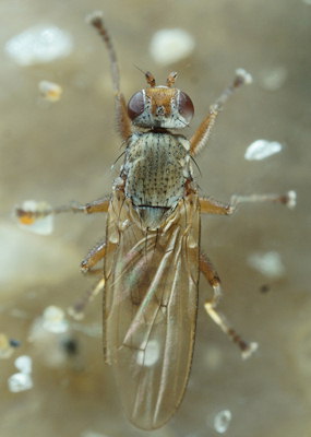 Heterocheila buccata