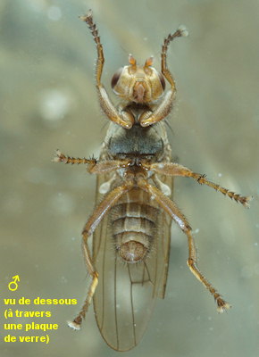 Heterocheila buccata