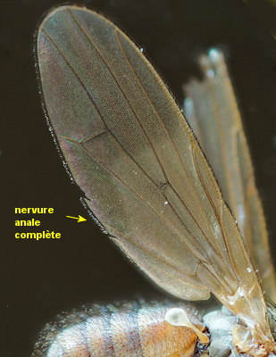 Heterocheila buccata