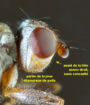 Heterocheila buccata