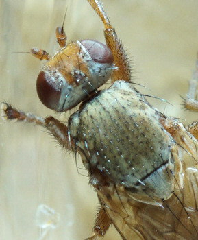 Heterocheila buccata