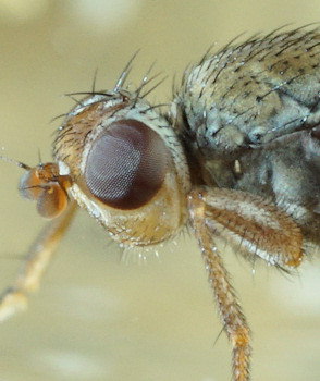 Heterocheila buccata