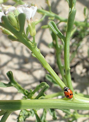 Coccinella septempunctata