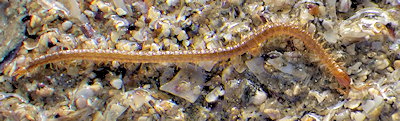 Hydroschendyla submarina