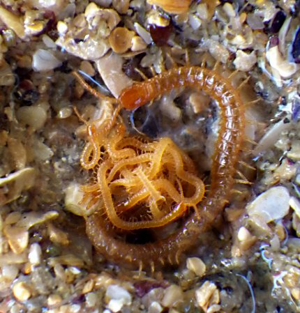 Hydroschendyla submarina