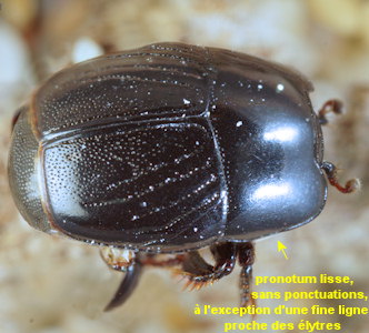 Hypocaccus maritimus