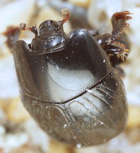 Hypocaccus maritimus