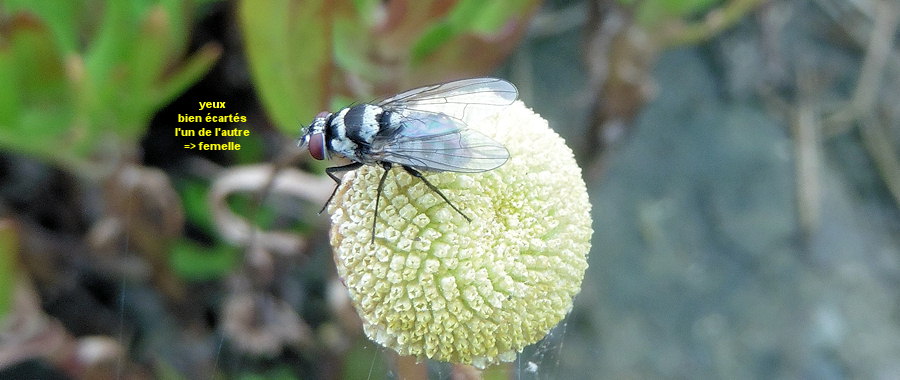 Limnophora obsignata