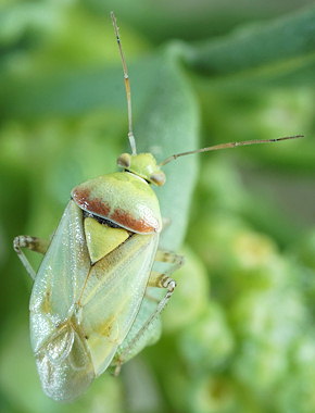 Lygus maritimus
