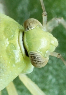 Lygus maritimus