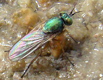 Machaerium maritimae Machaerium maritimae