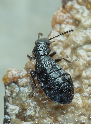 Micralymma marinum