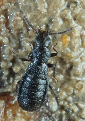 Micralymma marinum