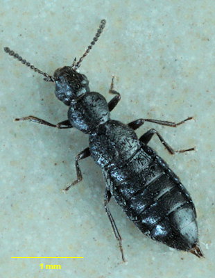 Micralymma marinum
