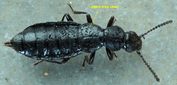 Micralymma marinum