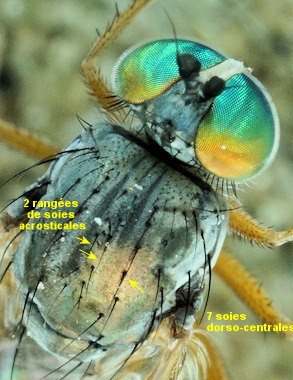 Muscidideicus praetextatus