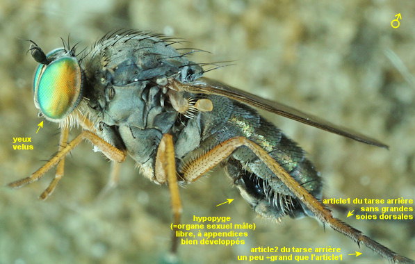 Muscidideicus praetextatus