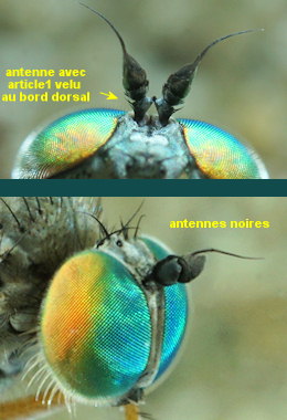 Muscidideicus praetextatus