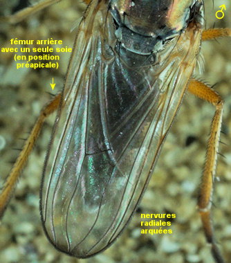 Muscidideicus praetextatus