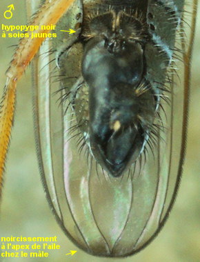 Muscidideicus praetextatus