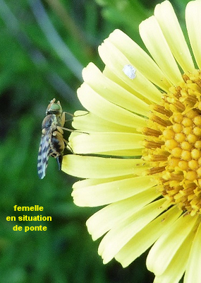 Myopites eximia