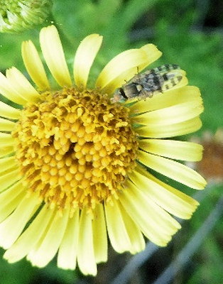 Myopites eximia