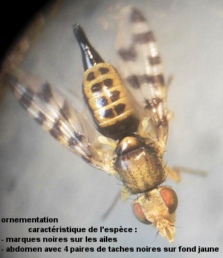 Myopites eximia
