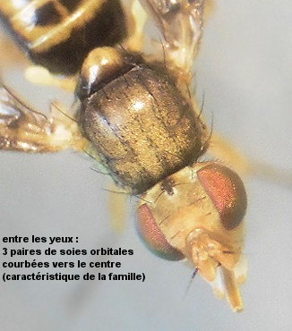 Myopites eximia