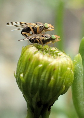 Myopites eximia