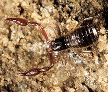 Pseudoscorpion : Neobisium maritimum