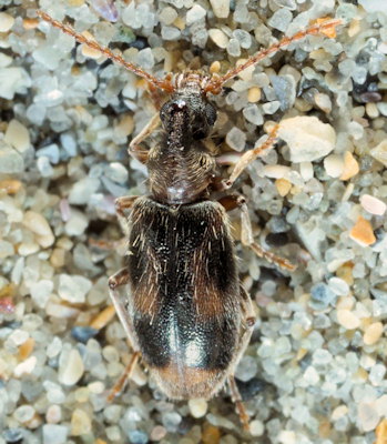 Notoxus monoceros