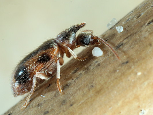 Notoxus monoceros